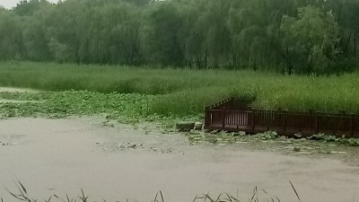 南海子公園雨中訪荷