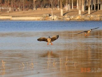 南海子公園大雁與綠頭鴨等