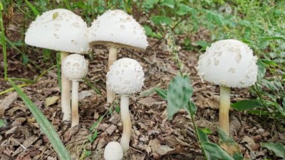 周家鴻手機拍圖——野蘑菇和雨中紫薇花