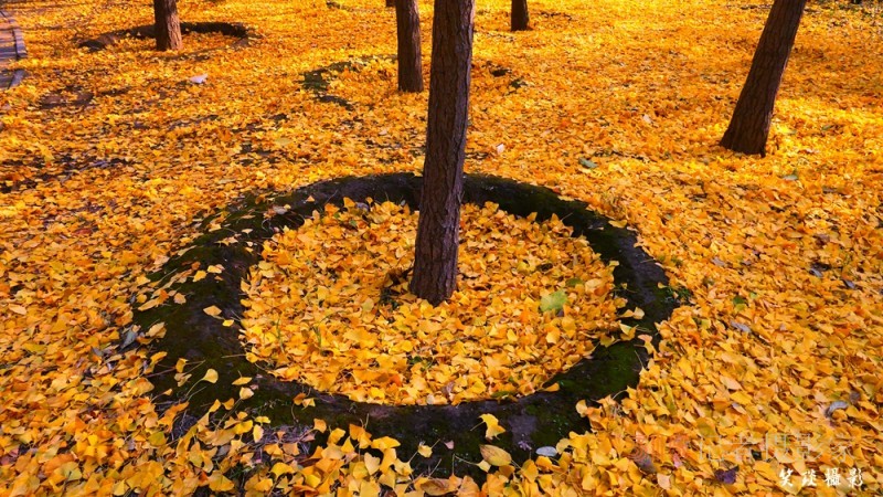 詩(shī)畫攝影：癸卯重陽(yáng)日公園感懷