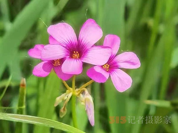 周家鴻手機(jī)拍圖——野花的情調(diào)（一組）